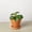 4_PILEA_CH.MONEY_PP.TERRA.STD, variant on Pilea Peperomioides (Friendship Chinese Money Plant) - Live Air-Purifying Indoor Plant in Nursery Pot – Easy Care, Low Maintenance Houseplant for Home & Office Decor, Natural Air Cleaner, Best for
