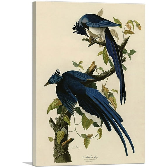 ARTCANVAS Columbia Jay Canvas Art Print by John James Audubon - Size: 18" x 12" (0.75" Deep)
