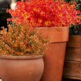 thumbnail image 7 of 7 Forks Artificial Fall Flowers No Fade Faux Autumn Plants, Fake Indoor Outdoor Greenery for Thanksgiving Christmas Wedding Party Home Garden Fireplace Décor (Red), 7 of 7