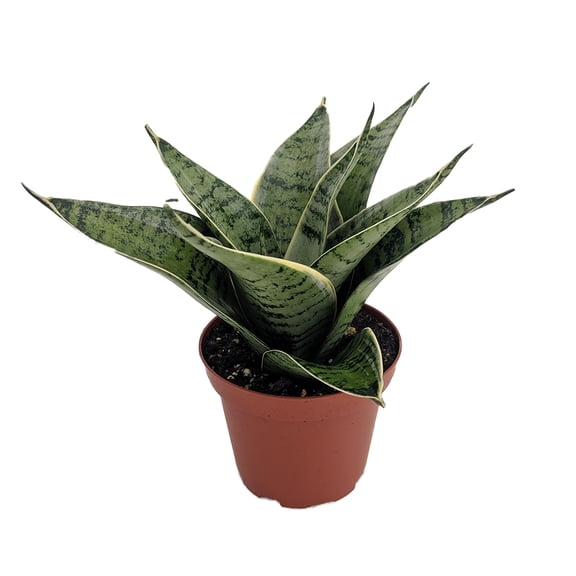 Silver Star Birdsnest Snake Plant -Sanseveria-3.7" Pot