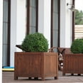 thumbnail image 4 of Perfect Plants Winter Gem Boxwood 1 Gallon, 4 of 9