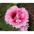 thumbnail image 4 of TomorrowSeeds - Summer Carnival Mix Hollyhock Seeds - 3600+ Count - For 2026 Planting USA Garden, 4 of 9