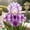 D, variant on Premium Iris For Planting-Perennial Ornamental-Perfect for Beds-Garden Decoration(Non-Artificial)