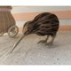 thumbnail image 3 of 2 piezas Pájaro de simulación artificial Gloria, 3 of 9