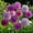 A, variant on Allium Bulbs - Ideal for Beds Borders, Plant Pots & Planters, Low Maintenance