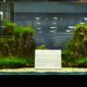 thumbnail image 4 of VERDANVERSE Cueva Transparente Para Camarones De Acrílico Para Decorar Peceras Y Acuarios, 4 of 6
