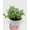 6_SUCC_DELOSPERMA_PICKLE.PLANT, variant on Hedgehog Ice Pickle Plant - Live Air-Purifying Indoor Plant in Nursery Pot – Easy Care, Low Maintenance Houseplant for Home & Office Decor, Natural Air Cleaner, Best for Beginners (3"Pot)