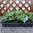 thumbnail image 4 of Plántulas de 24 orificios, maceta para guardería, orificios de aire, caja de siembra, suministros de jardinería 3 piezas kenally JJ22154-00, 4 of 6