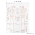 thumbnail image 2 of IDEANATEGRATE Póster De Anatomía En Papel Kraft Beige Decorativo Para Fiesta Y De Pared, 2 of 6