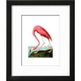 thumbnail image 2 of American Flamingo, 1834, Animals Framed Art Print Wall Art by John James Audubon Sold by Art.Com, 2 of 6