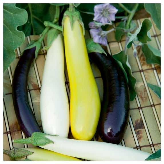 Everwilde Farms - 1 lb Oriental Fingerlings Eggplant Seeds - Gold Vault Bulk Seed Packet
