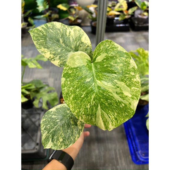 Root in moss 3-4 leaves- Monstera Delisiosa 'Legacy' Variegated Rare Fancy Plant- Get Similar