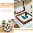 Plant Display Cases Insect Butterfly Specimen Box Frame Butterflies