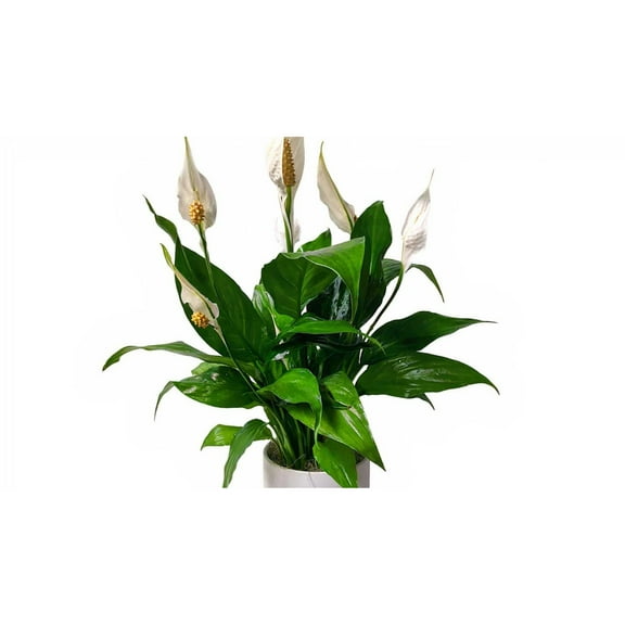 Blumenladen Tampa Flower Shop Simply Elegant Spathiphyllum Peace Lily Small