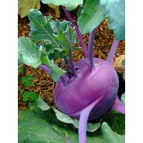 2000 Seeds PURPLE VIENNA KOHLRABI Brassica Oleracea Gongylodes Vegetable Seeds