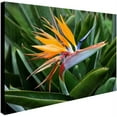 thumbnail image 2 of Trademark Fine Art "Bird of Paradise" Canvas Art by Pierre Leclerc, 2 of 3