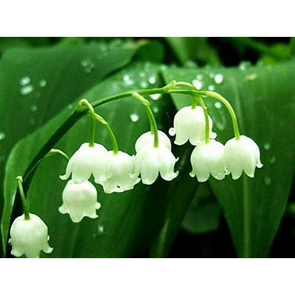 Lily of The Valley Bulbs for Planting - Stunning White Weeping Flowers - Fresh Leucojum Bulbs to Grow (20 Bulbs)