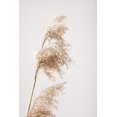 thumbnail image 2 of 1x Studio III 17x24 Gold Ornate Wood Framed with Double Matting Museum Art Print Titled - Reed Grass Grey 03, 2 of 4