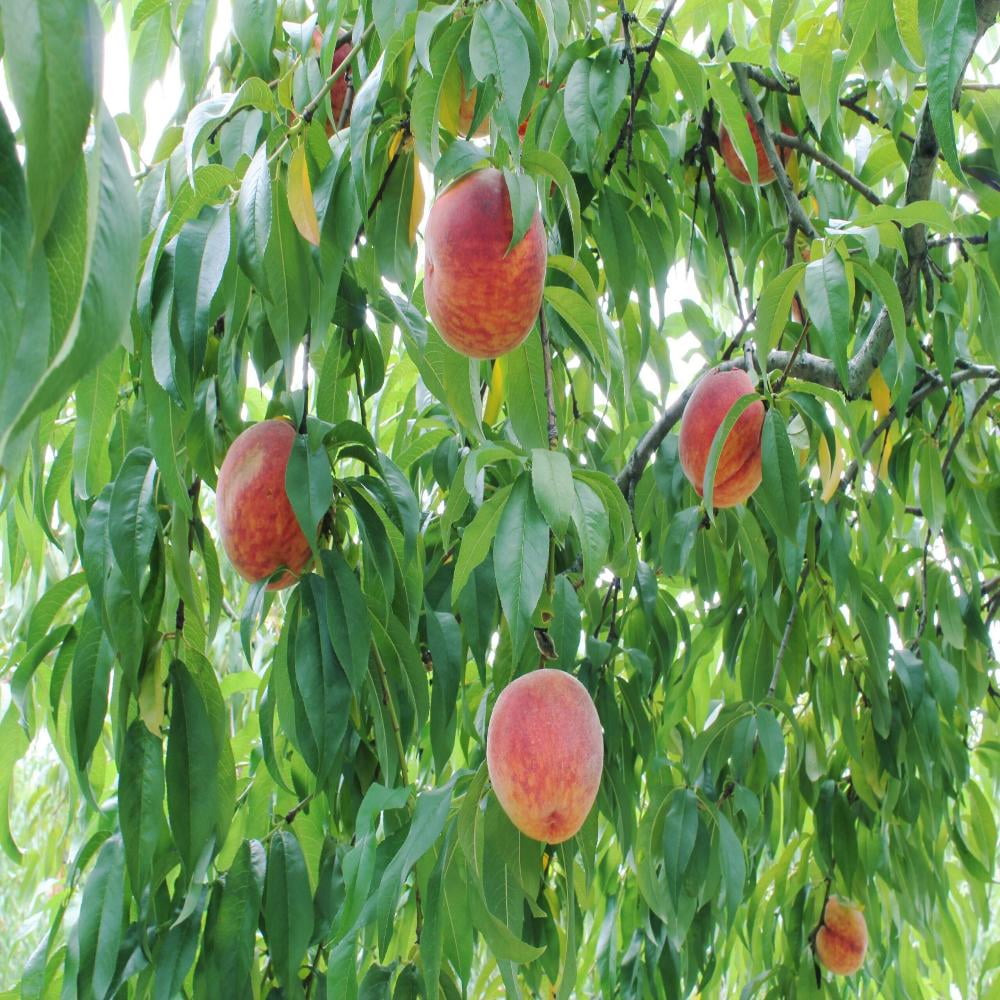 Expert Gardener 2-3 ft tall Harvester Peach Live Tree in 5-Gallon Grower Pot