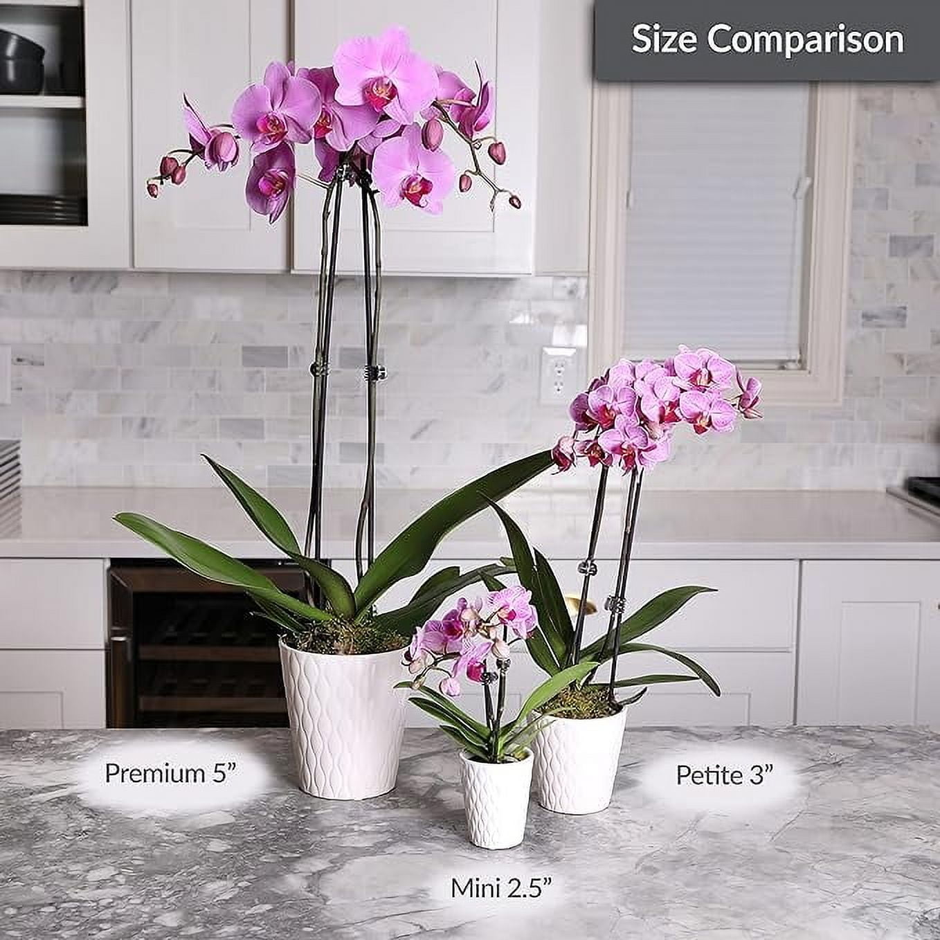 Just Add Ice 16-30" Pink Premium Orchid Live Plant in 5" White Ceramic Pot, House Plant