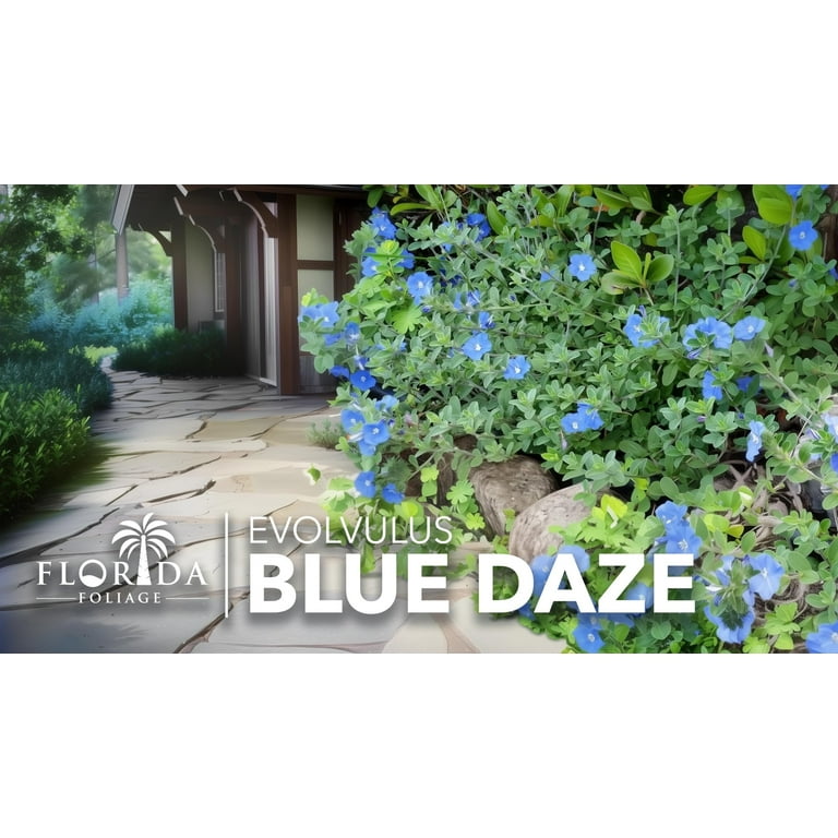 Heat-Loving Blue Daze Large Gallon Size Groundcover Plants with