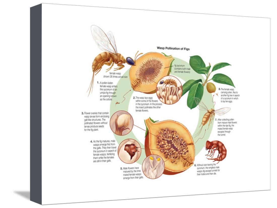 Life Cycle of the Fig Wasp (Agaonidae). Insects, Biology Stretched