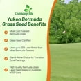 thumbnail image 3 of Outsidepride Yukon Bermuda Grass Seed - 5 lbs Cold & High Traffic Tolerant, Premium Hybrid Bermuda Turf Grass Seeds for Lawn, Ideal Low Maintenance Seed Grass for Colder & Challenging Area, 3 of 5