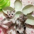 thumbnail image 3 of Puppy Kitten en Forma de Flor Comedero de Comida Interactivo de Comida - Rosa, Individual - Azul Sunnimix Comedero para mascotas, 3 of 8