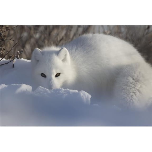Arctic Fox Poster Print - 38 x 24 in. - Large