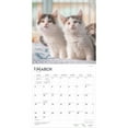 thumbnail image 3 of Maine Coon Cats | 2025 12x24" (Hanging) Square Wall Calendar | BrownTrout, 3 of 9