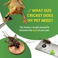 thumbnail image 4 of Grillos alimentadores Josh's Frogs 1" adultos grandes, 500 unidades, 4 of 6