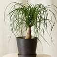 thumbnail image 3 of Palm Ponytail Live Plant for Indoor | Different Houseplants in 4'' & 6'' Pot | Real House Plant for Living Room, Office, Desk & Bathroom | Beaucarnea recurvata | Ponytail Palm, 3 of 8