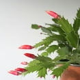thumbnail image 6 of Red Christmas Cactus Live Tree Indoor Outdoor Plant, Christmas Cactus Live Plant 3in for Seasonal Home Décor, 6 of 7