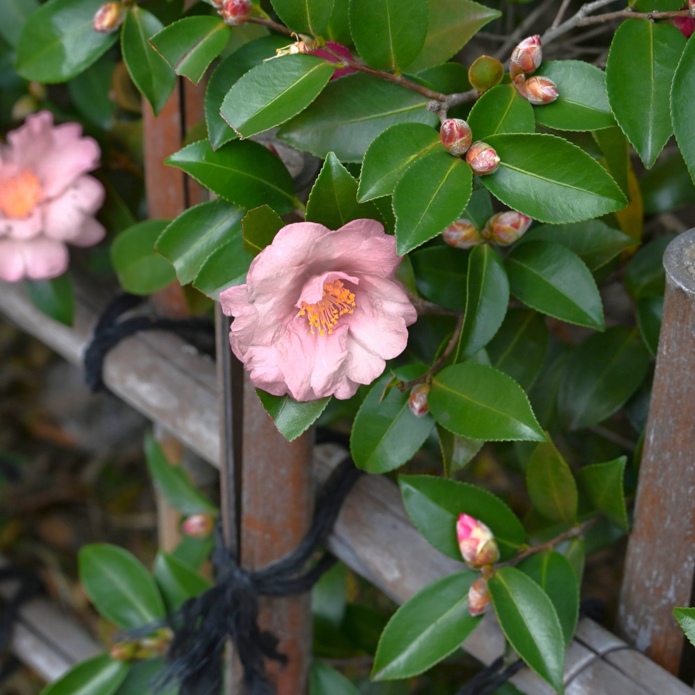 National Plant Network 1 gal. Camellia Japonica Moonlight Bay Shrub