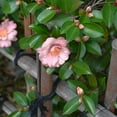 thumbnail image 3 of National Plant Network 1 gal. Camellia Japonica Moonlight Bay Shrub, 3 of 10