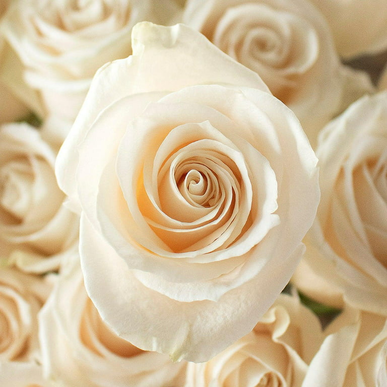Bulk Flowers Fresh Cream Roses - 50 Piece(s) 