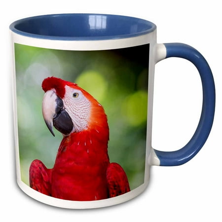 3drose, South America, Brazil, Amazon, Manaus. Headshot of a Scarlet Macaw., 15oz Two-tone Blue Mug