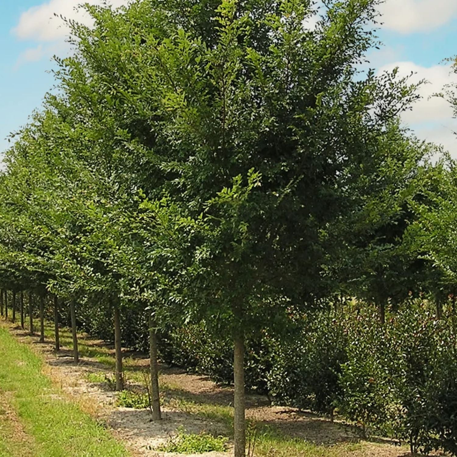 Expert Gardener 2-3 ft. tall Drake Elm Live Tree in 5-Gallon Grower Pot