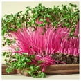 thumbnail image 3 of Everwilde Farms - 1 oz Pinkie Radish Seeds - Gold Vault Bulk Seed Packet, 3 of 3