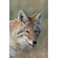 thumbnail image 2 of Archer, Ken 23x32 White Modern Wood Framed Museum Art Print Titled - Coyote-Close-up Portrait, 2 of 4