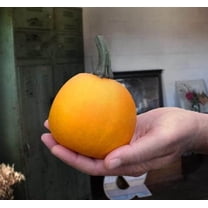 Apprentice Pumkin Seeds for Planting (10 Seeds) - 1 Pound Pumkins