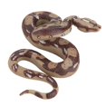 thumbnail image 1 of Halloween Realistic Rubber Snake Toy Creepy Snake Toy for Halloween Party Decoration, 1 of 4