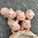 thumbnail image 4 of 6 En Silicona Completa Piglet Sin Bpa Suave Silicona Cerdo Muñeca Lindo Realista Reborn Baby Piglet Interesante Cerdo Juguete Bebé Regalo Muyoka Hogar, 4 of 6