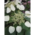 thumbnail image 4 of 50 JAPANESE HYDRANGEA VINE White Flower Schizophragma Hydrangeoides Seeds, 4 of 10