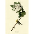 thumbnail image 3 of Vintage Apple Collection 11x14 Black Modern Framed Museum Art Print Titled - Yellow Throated Vireo, 3 of 5