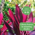 thumbnail image 4 of American Plant Exchange Cordyline 'Red Sister' Plant in 10" Pot, Hawaiian Good Luck Tree, Bright Indirect Light, Easy Care Indoors Outdoors, 4 of 7