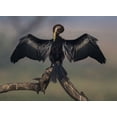 thumbnail image 2 of Sarkar, Partha 24x19 White Modern Wood Framed Museum Art Print Titled - Darter Drying Wings At Bharatpur, 2 of 4