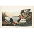 thumbnail image 2 of Audubon, John James 32x23 White Modern Wood Framed Museum Art Print Titled - Pl 301 Canvas-backed Duck, 2 of 4