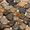 Mixed, variant on Rainforest Black Mid-Polish Pebble Stone Floor and Wall Tile 12" x12" (5.0 Sq. ft. / Case)