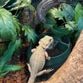 thumbnail image 4 of 1 Uds. Insectos anfibios, lagartos, tortugas, serpientes, arañas, ranas, geckos, dispensadores de agua. ER, 4 of 5